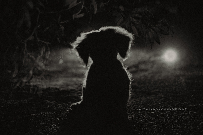 fuji x t1 double exposure black and white dog